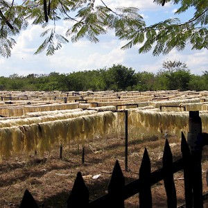 The henequen fibers were carted to the solarium, a field filled with a series of racks where they were dried. The fibers were then twisted into twine and shipped mostly to the United States to be made into final products. <a href=></a>