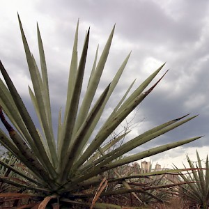 Most haciendas in Yucatan eventually came to produce rope fibers (sisal) from the henequen cactus, which is related to the maguey, where we get tequila. <a href=></a>