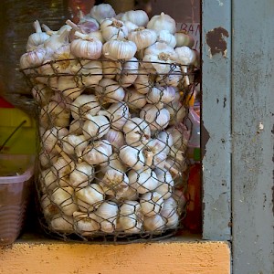 A basket of white onions. <a href=></a>