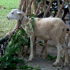 A goat awaits the return home. <a href=></a>