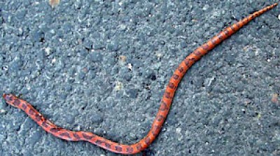 Blotched Hooknosed Snake <a href=></a>
