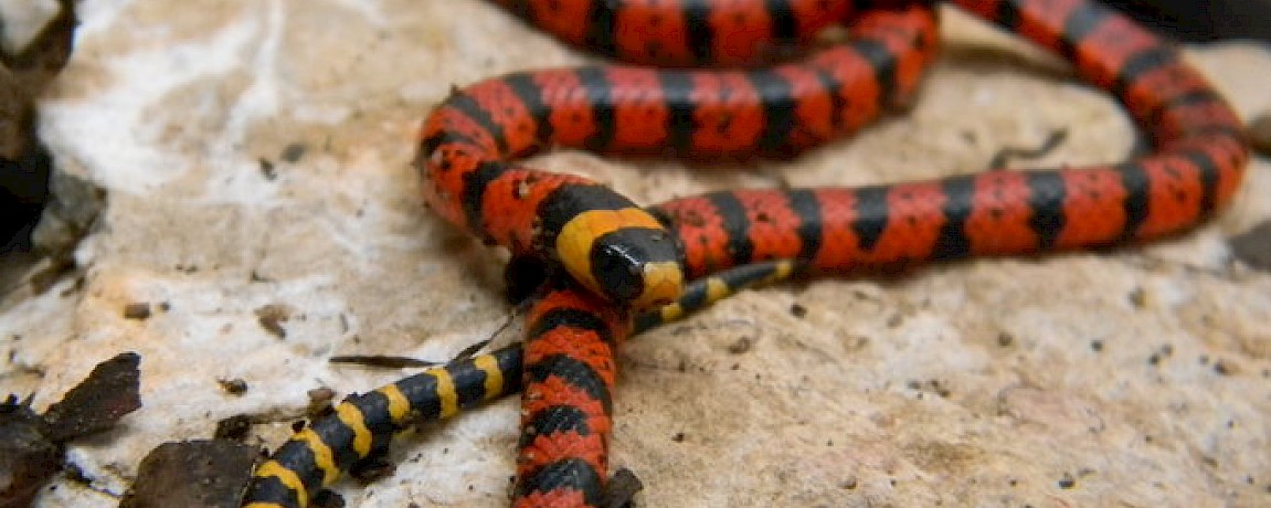 Snakes of the Yucatan