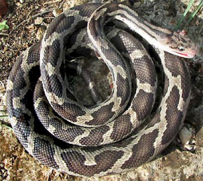 Red Blotched Ratsnake <a href=></a>