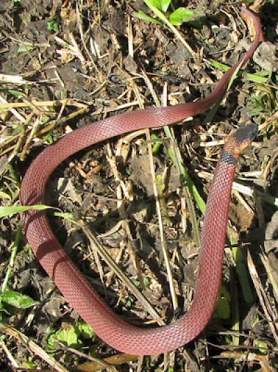 Red Coffee Snake <a href=></a>