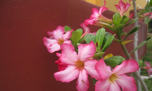 Flowers and Trees of Yucatan