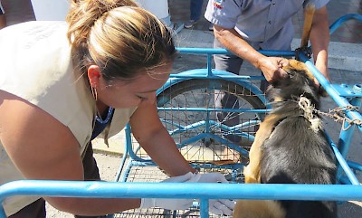 Rabies Vaccinations <a href=></a>