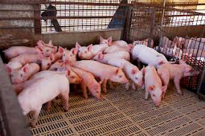 Pig Farm <a href=></a>