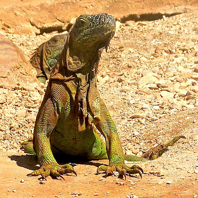 Green iguana (Iguana iguana) <a href=></a>