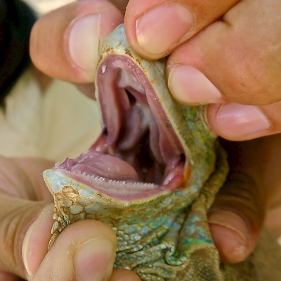 Investigating the mouth of a female green iguana. <a href=></a>