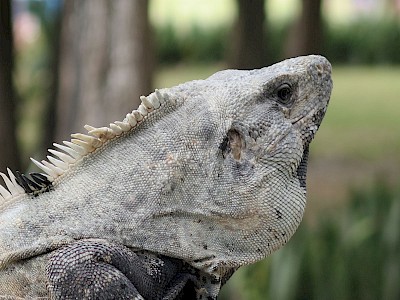 Oblong-shaped ear of an iguana located straight behind the eye <a href=></a>