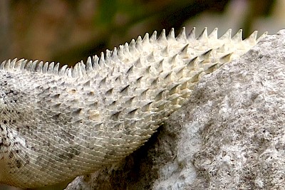 The hard, curved spines on the tail of a Black Spiney-tailed Iguana <a href=></a>