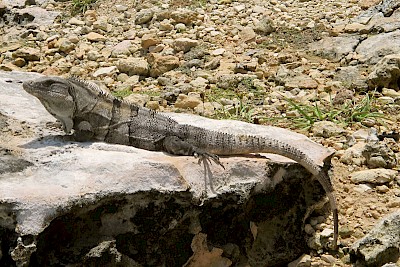 Black Spiney-tailed iguana on Isla Mujeres <a href=></a>