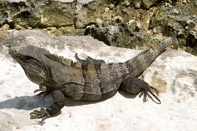 The mottled black and grey skin color on a Black Spiny-tailed Iguana <a href=></a>