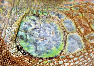 Opal-colored subtympanic scale on female Green Iguana <a href=></a>
