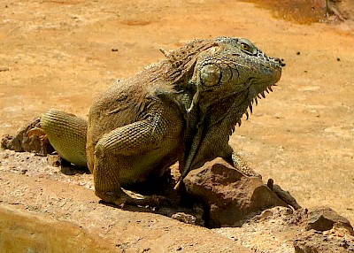 Iguana cocking his head to view an object with one eye <a href=></a>