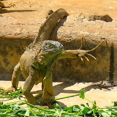 Observe the length and bony structure of the iguana’s toes <a href=></a>