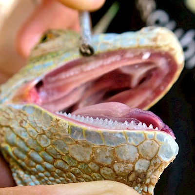 Dangerous, sharp, serrated teeth of an iguana <a href=></a>