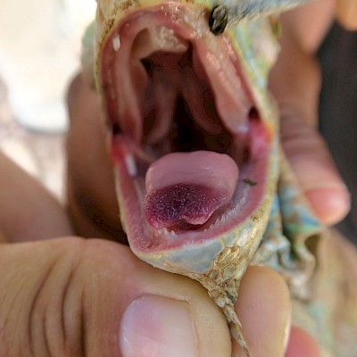 Fleshy, two-toned iguana tongue <a href=></a>