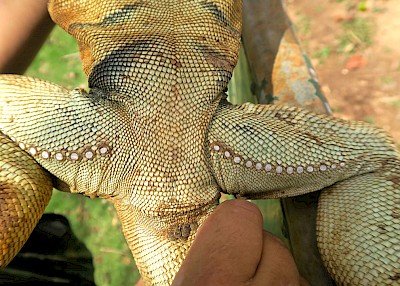 Femoral pores on the inside of an iguana’s thigh.  The white, waxy substance in the center of the pore is used to mark territory. <a href=></a>
