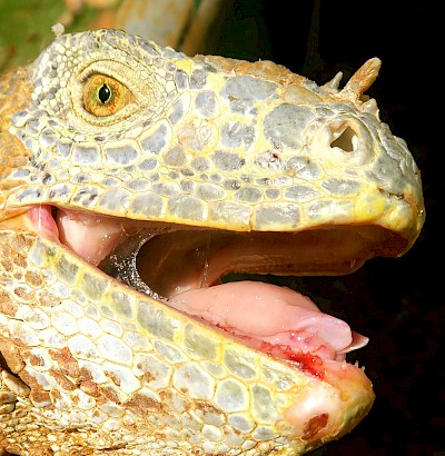 Cuts on tongue from iguana’s own teeth, also shows nostril and eye <a href=></a>