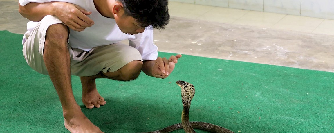 Yucatan News: Cobra Venom Contraceptive