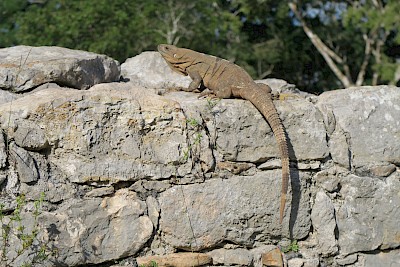 Black Spiney-tailed Iguana basking on a limestone rock wall. <a href=></a>