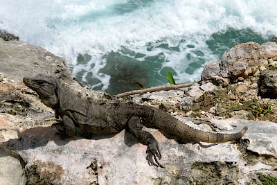 Basking as a free iguana next the to the Caribbean... the way it should be. <a href=></a>