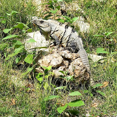 Black Spiney-tailed Iguana resting on limestone rocks common in the Yucatan Peninsula. <a href=></a>