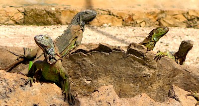 Green Iguanas at the VallaZoo in Valladolid. <a href=></a>