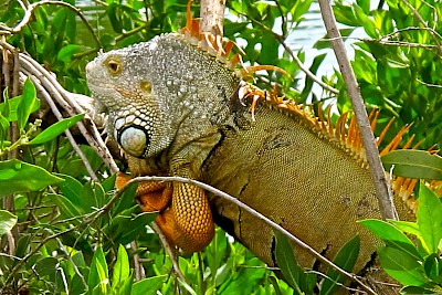 Large alpha male will display head bobbing off his basking branch to attract females in mating season. <a href=></a>