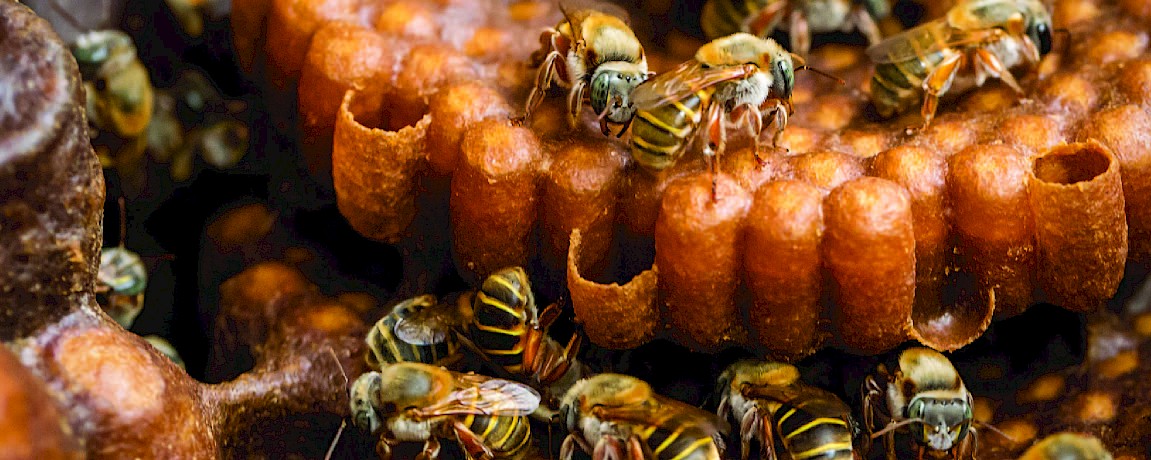Save the Melipona bee!