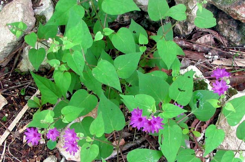 Violet-Flowered Four-O'Clocks