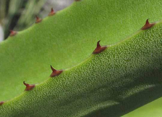 Caribbean Agave, AGAVE ANGUSTIFOLIA, spines on blade margins