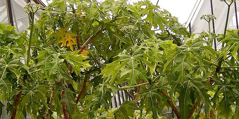 Chaya