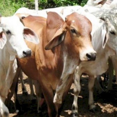 cows <a href=></a>