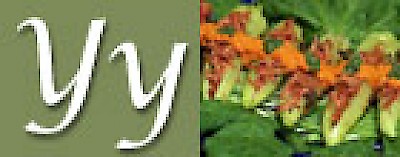 Y is for Yucatecan cuisine in Yucatan <a href=></a>