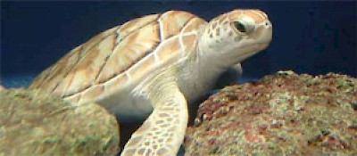 tortuga <a href=></a>