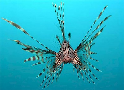 lionfish <a href=></a>