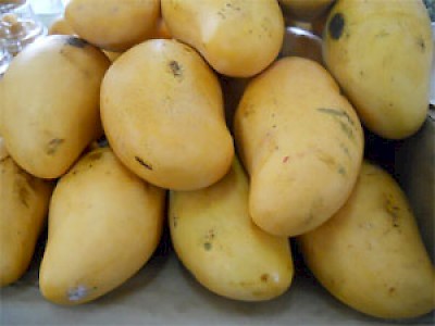 mangos <a href=></a>