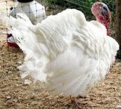 turkey <a href=></a>
