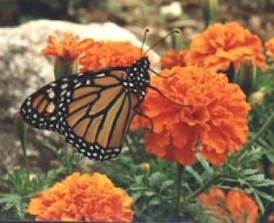 monarch <a href=></a>