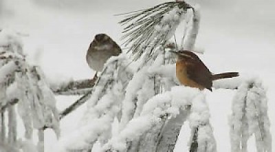 02suttons-snowbirds4 <a href=></a>