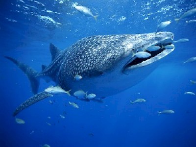 whale-shark <a href=></a>