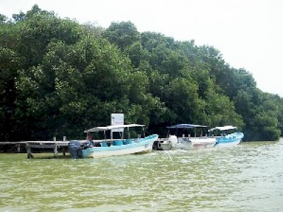 mangrove <a href=></a>
