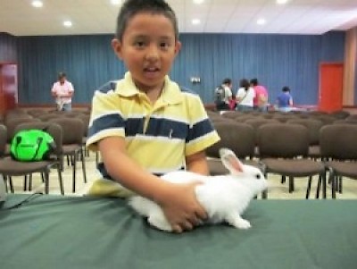 rabbit <a href=></a>