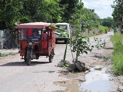 Plants in Potholes in Yucatan Mexico <a href=></a>