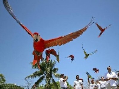 Red Guacamayas in Yucatan Mexico <a href=></a>