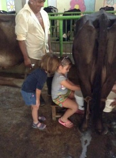 Milking Cows along the Ruta de Queso in Yucatan <a href=></a>