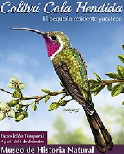 Colibri Exposition in Merida Yucatan <a href=></a>