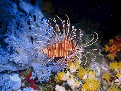 Lionfish in Yucatan Mexico <a href=></a>